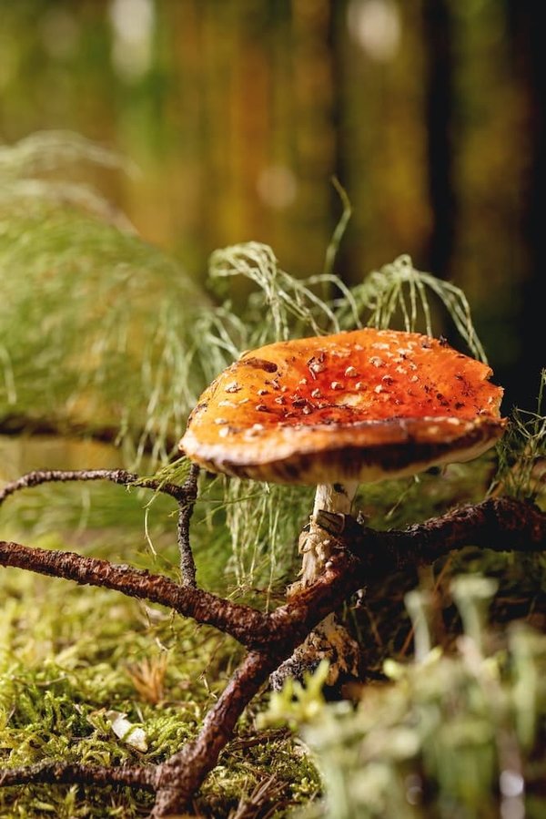 Les secrets de Tikamoon : découvrez comment créer une ambiance rustique et chaleureuse dans votre intérieur