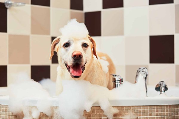 Animal de compagnie : comment donner un bain à un chien ?