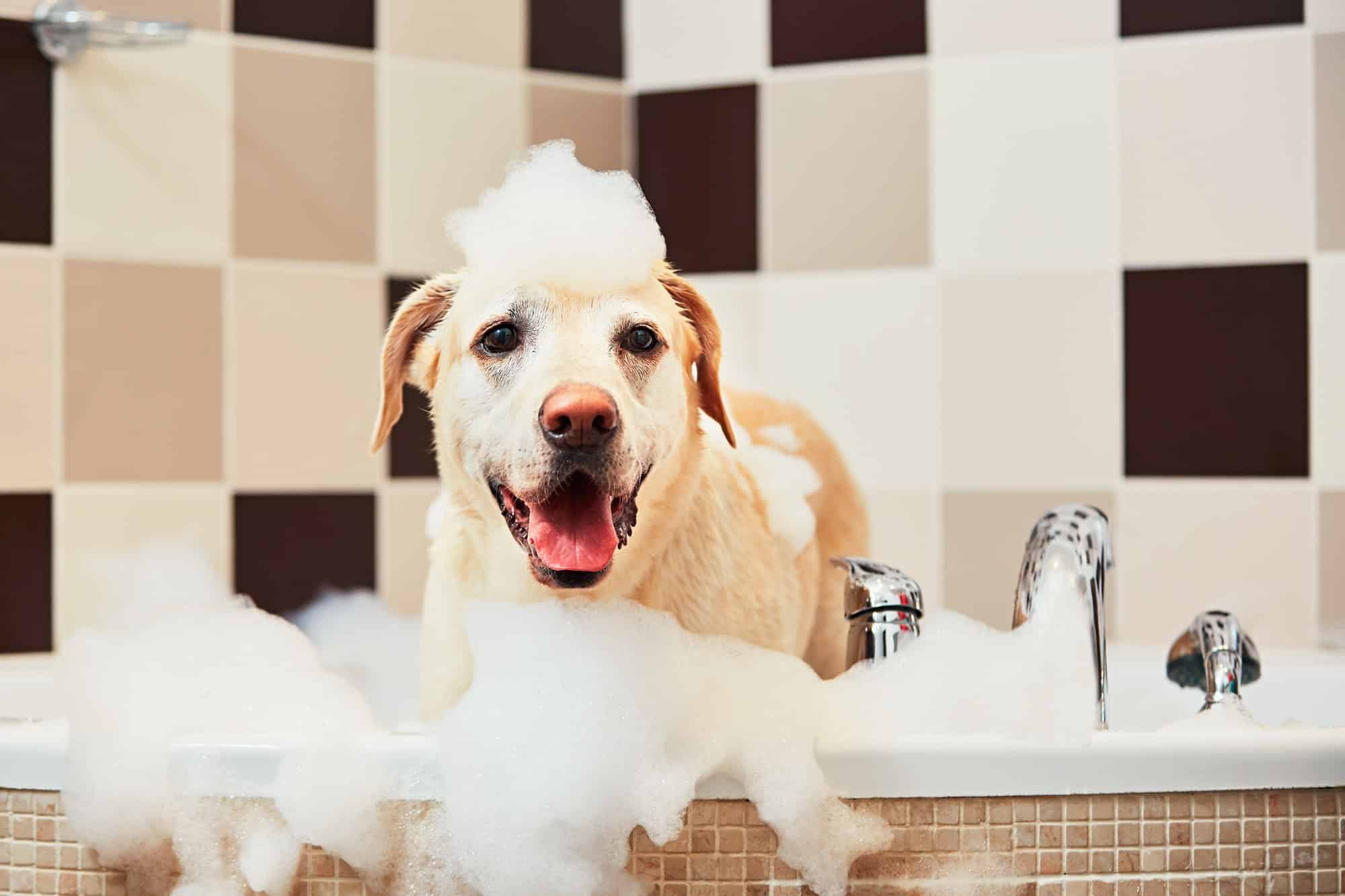 Animal de compagnie : comment donner un bain à un chien ?